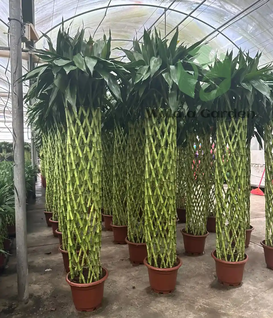 Lucky Bamboo Tree1