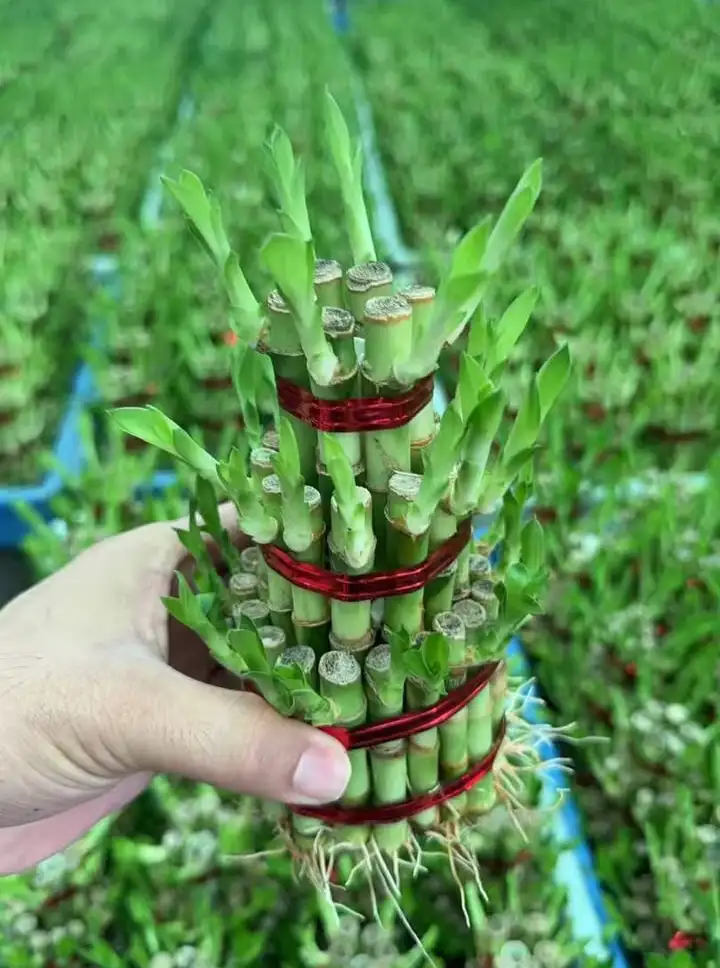 Lucky Bamboo Tree2