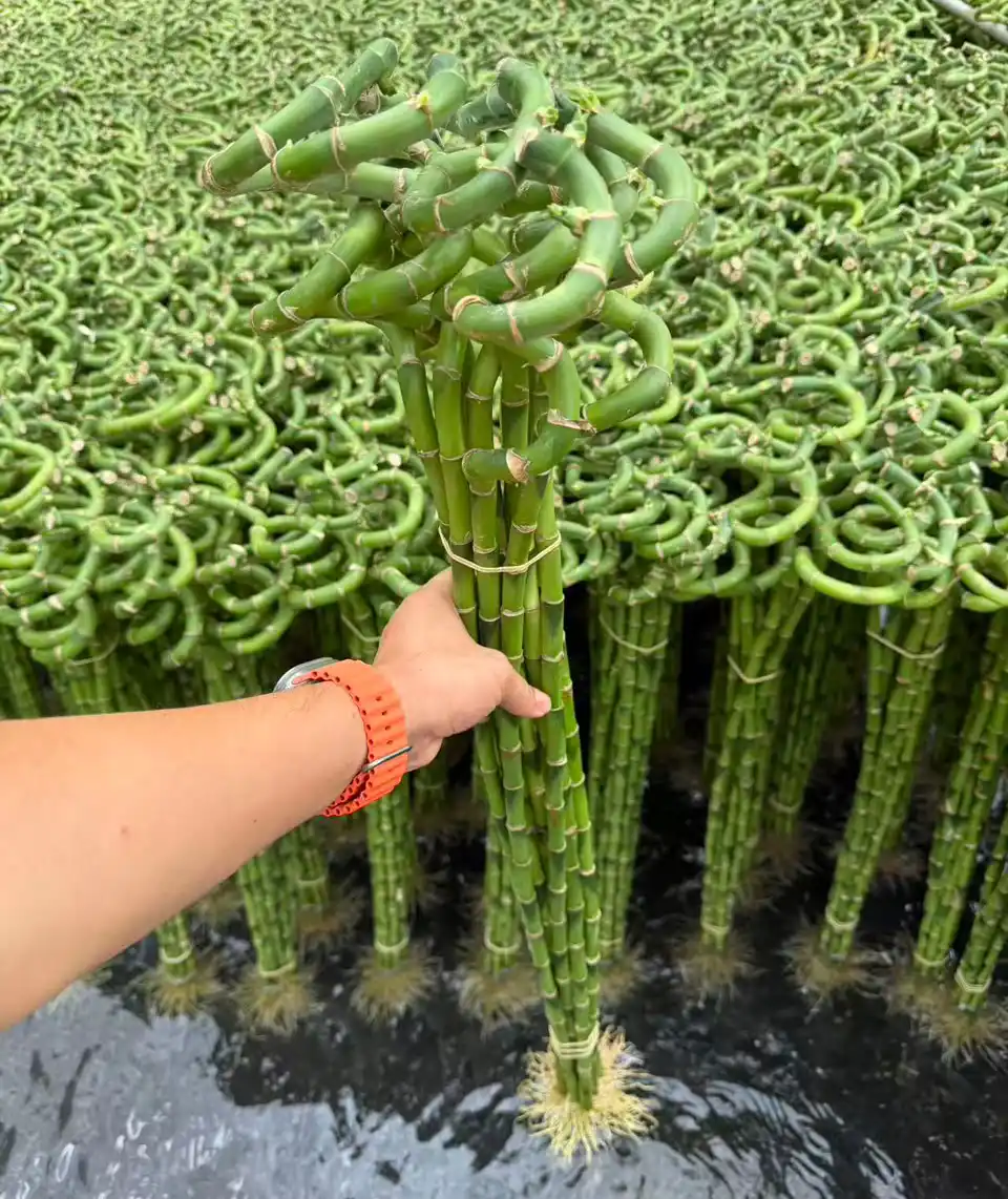 Lucky Bamboo Tree3