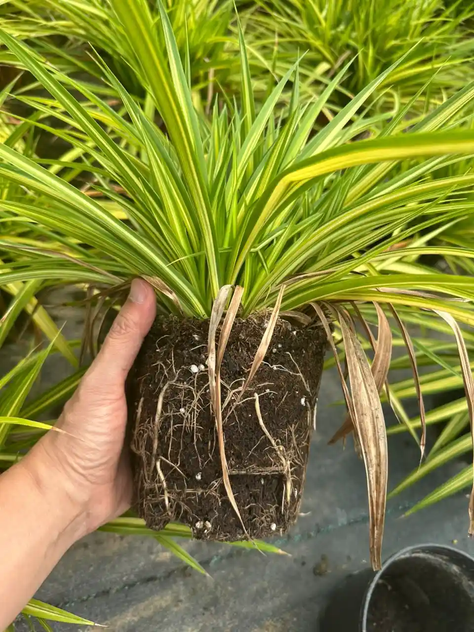 Pandanus Pygmaeus2