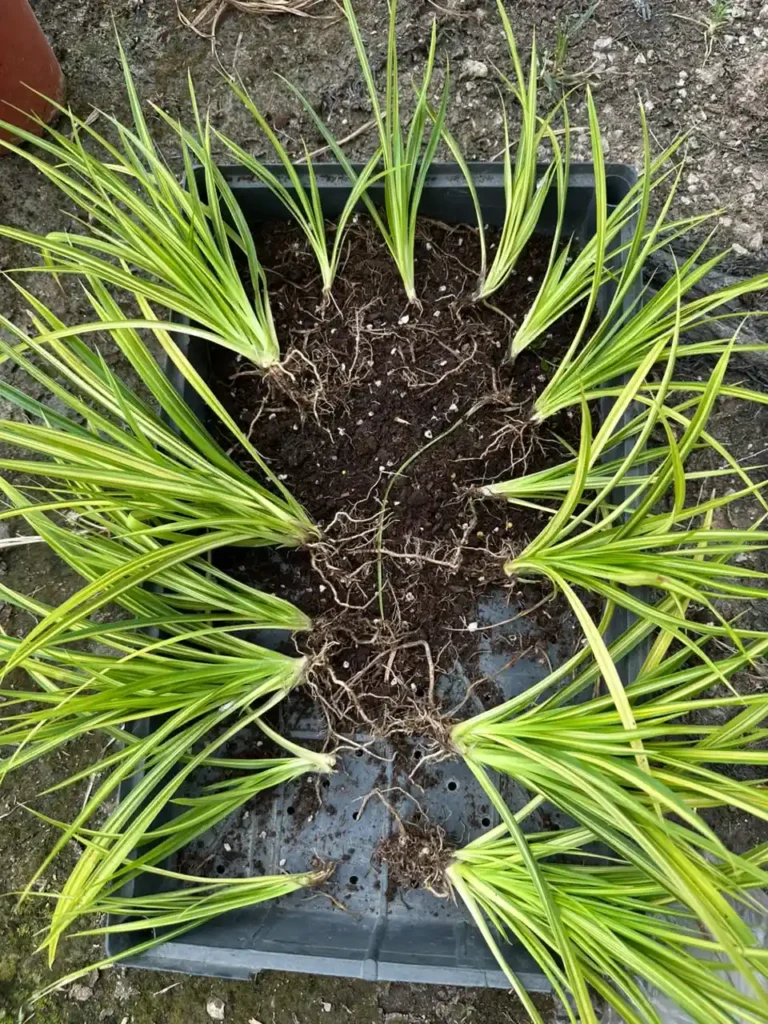 Pandanus Pygmaeus3