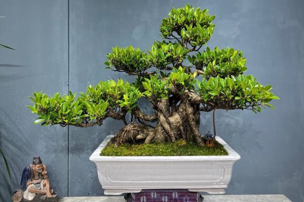 variegated ficus