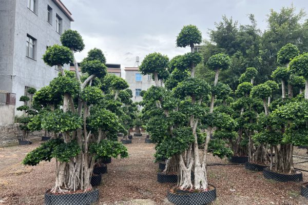 bonsai wholesale